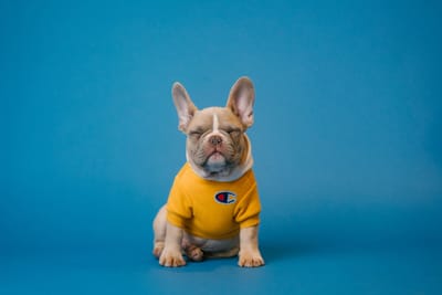 Dog Behavior Series 13 - Why Is My Dog A Finicky Eater?
