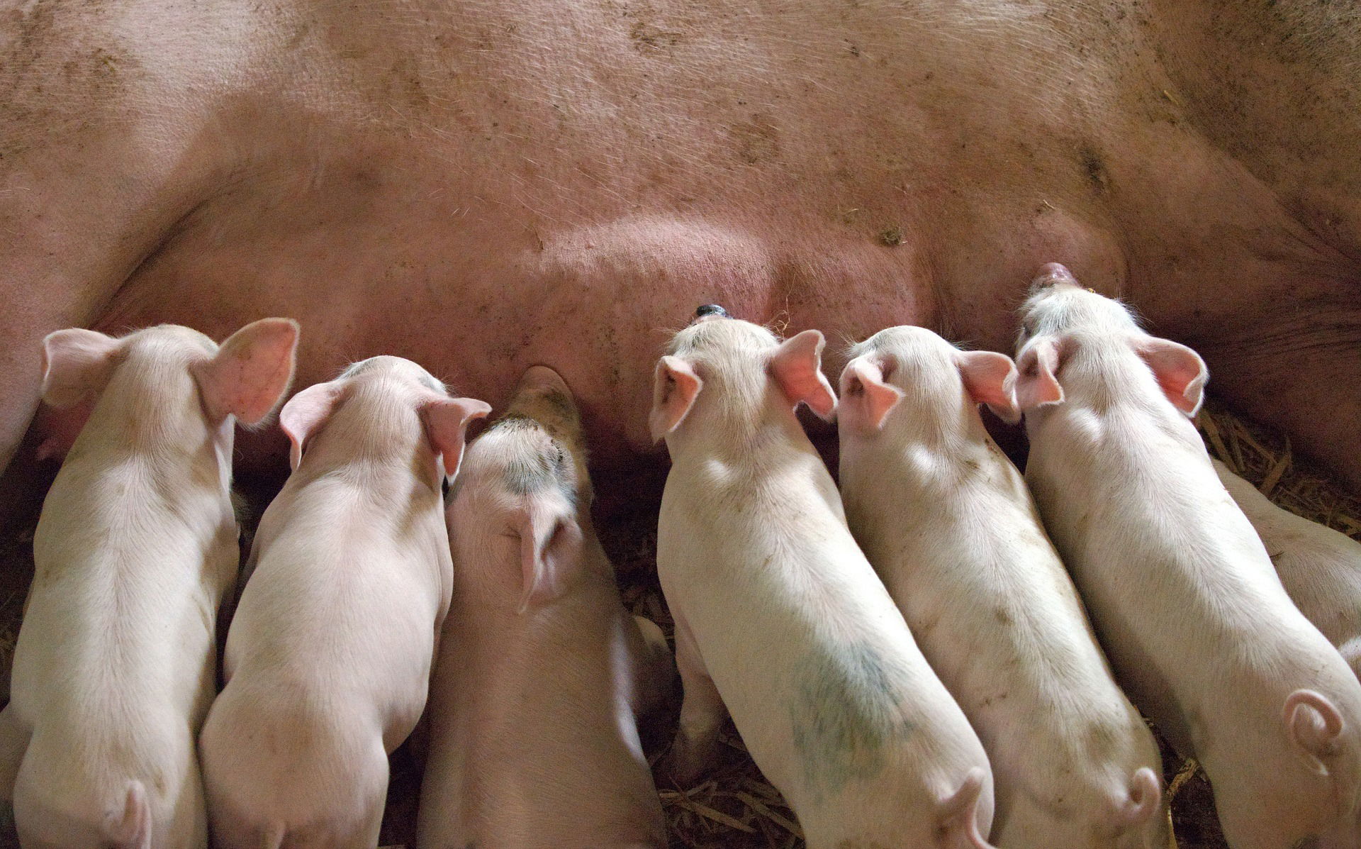 How to Start Raising Feeder Pigs Sustainably with Low Budget