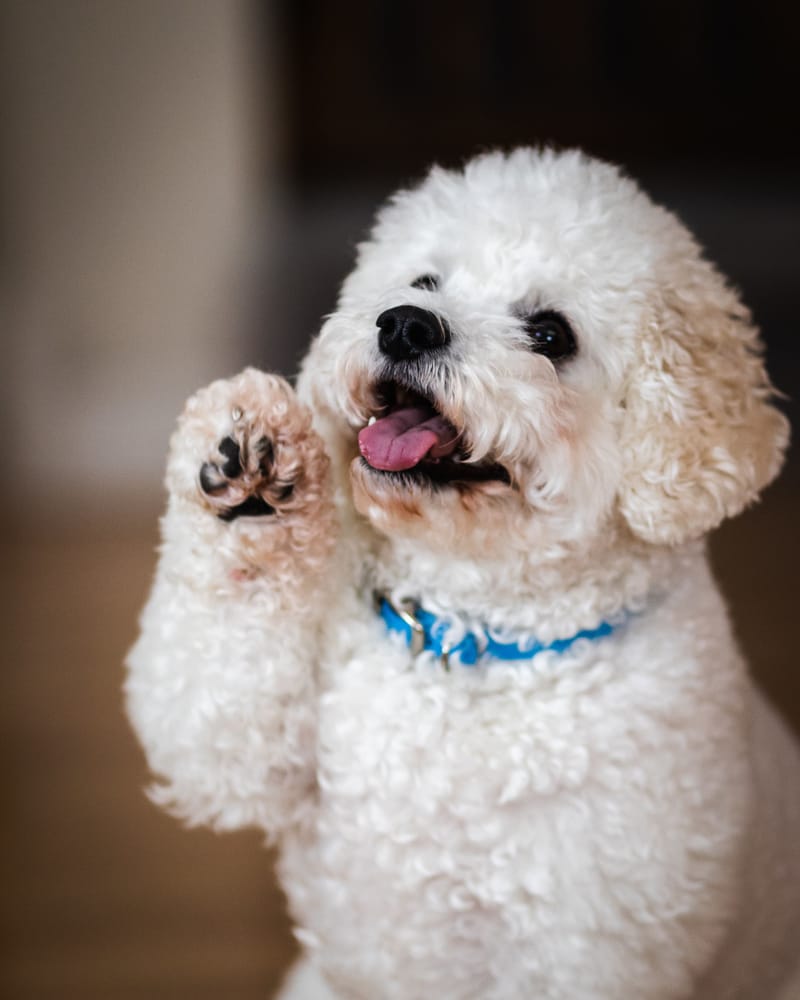 NAIL TRIMMING