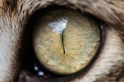 Caring for Your Cat's Eyes: Top 10 Tips