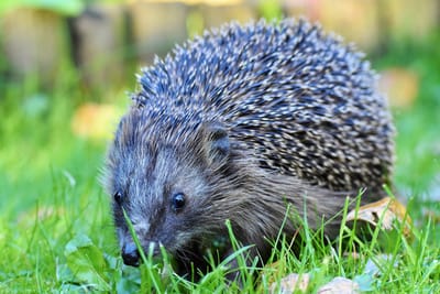 tout savoir sur le hérisson