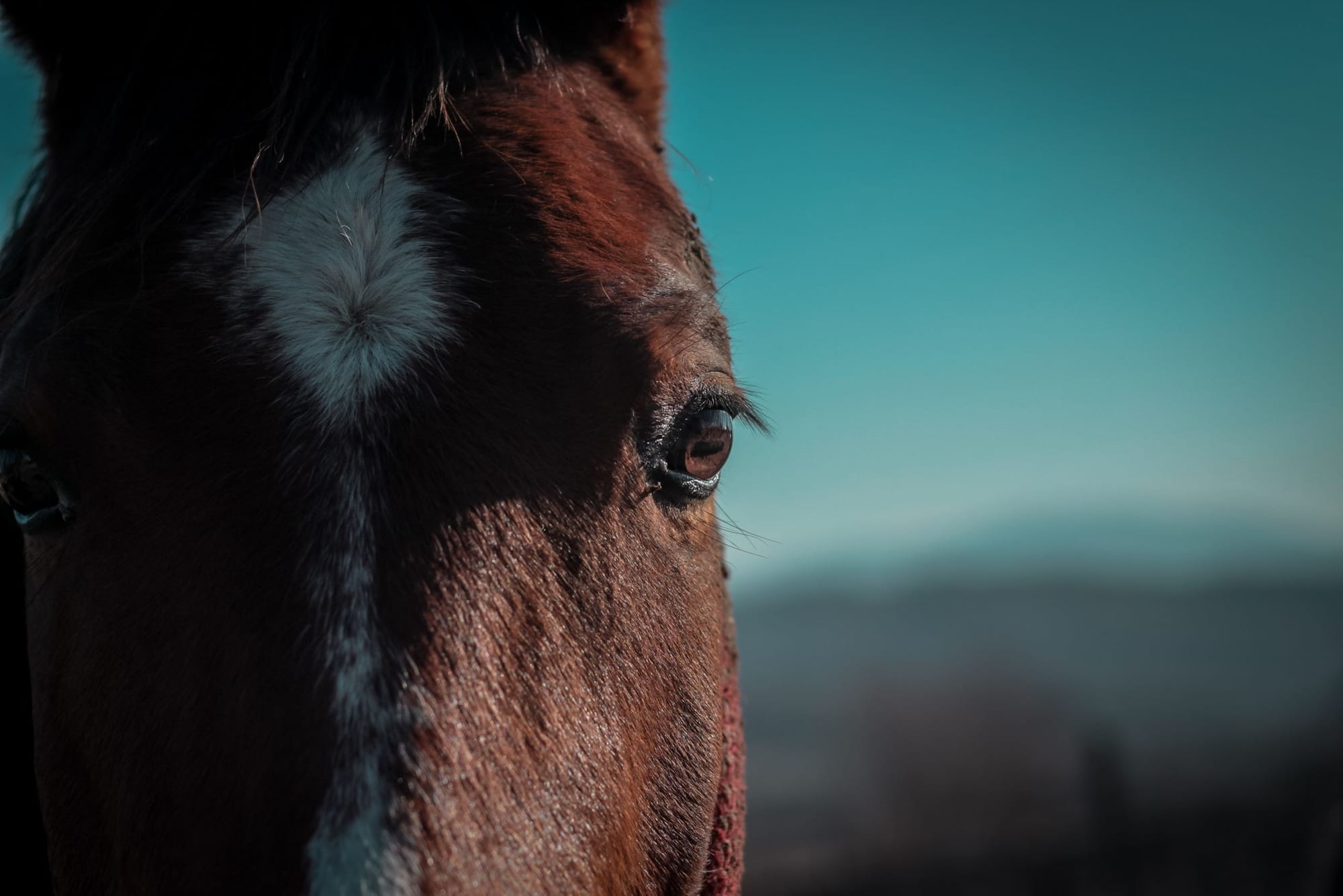 How to Contribute to the Prevention of Animal Cruelty