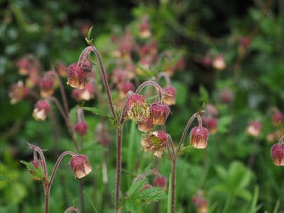 Humleblomster: En resa genom historia, matlagning och läkekonst
