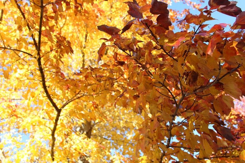 Հաշվետու սեպտեմբեր