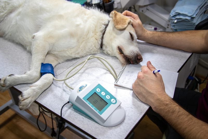CURSO DE AUXILIAR DE VETERINARIA
