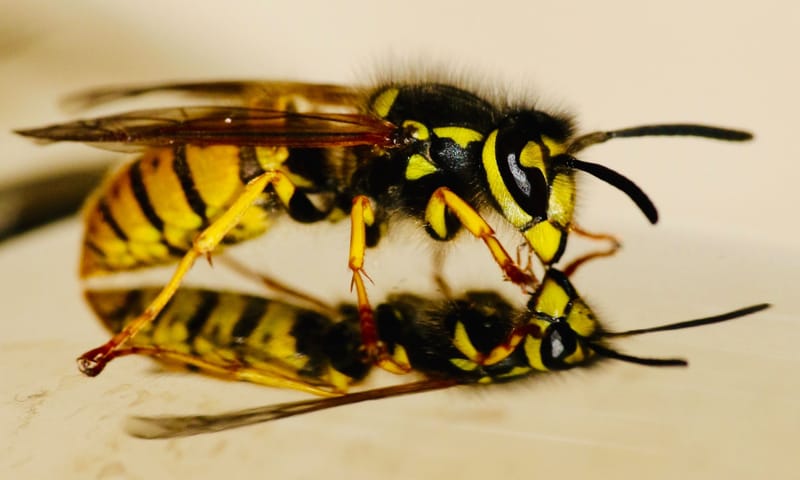 Yellow Jacket, Black Heart