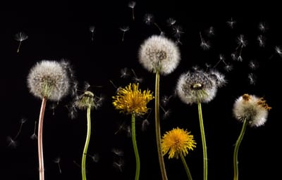 Vad betyder mörker- och ljusgroende frö? (Och hur du läser en fröpåse)