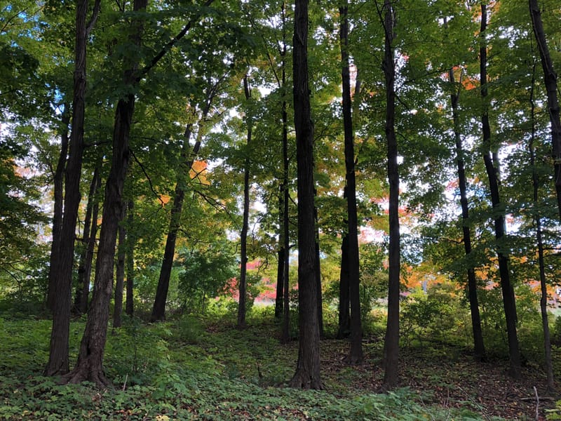 Land Clearing and Ritual Blessing