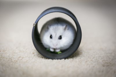 How to Find a Lost Hamster