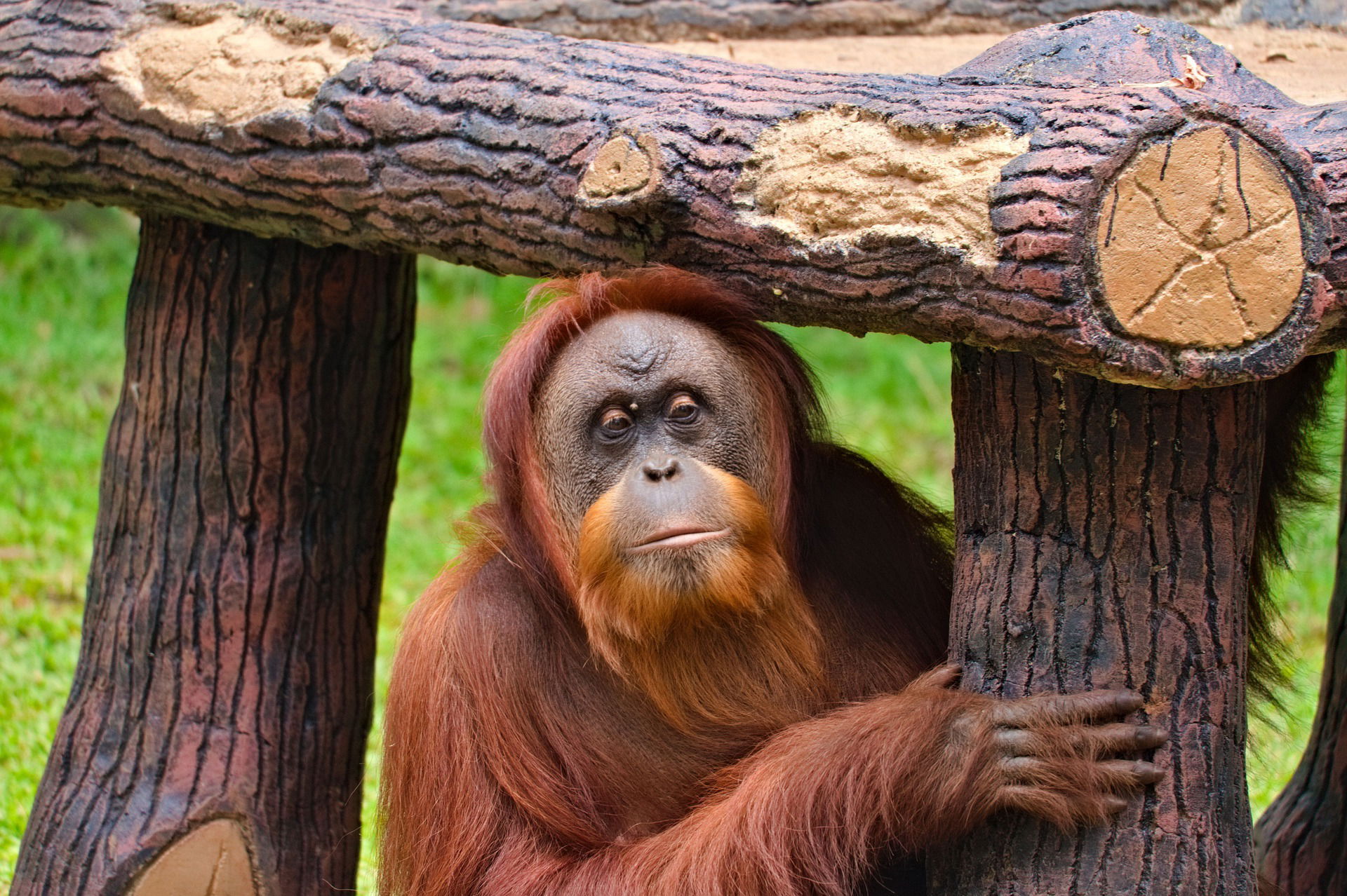 Wildlife of Borneo - 10 Days / 9 Nights