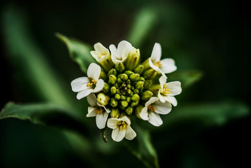 Servizio sposa