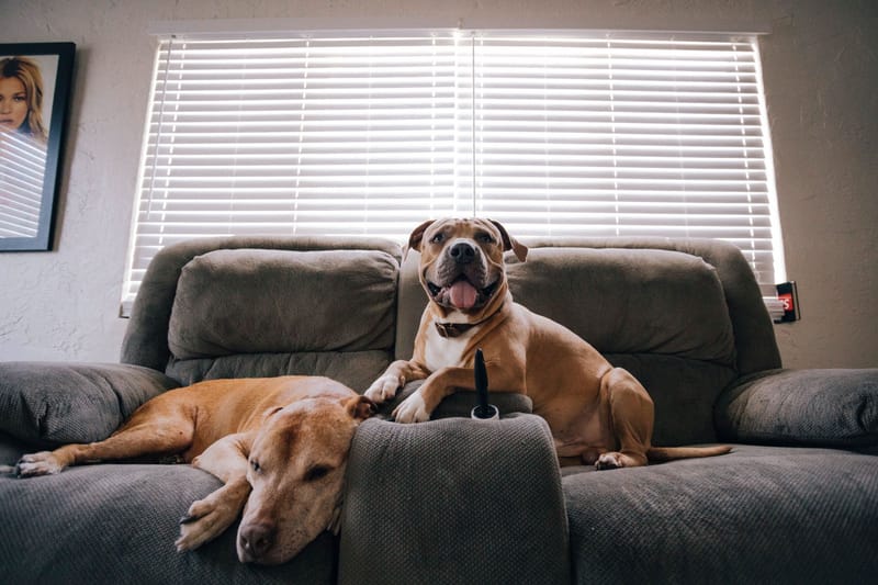 Pet Sitting at Sitter's Home