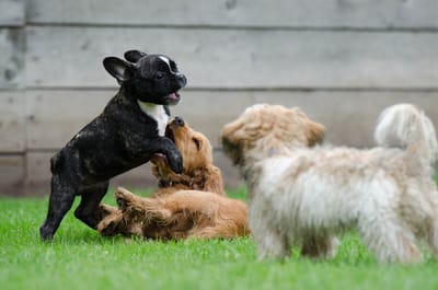 NEW Speaking Puppy Confidence, Communication, Socialisation Sessions - Starting Saturday 24th June 2023