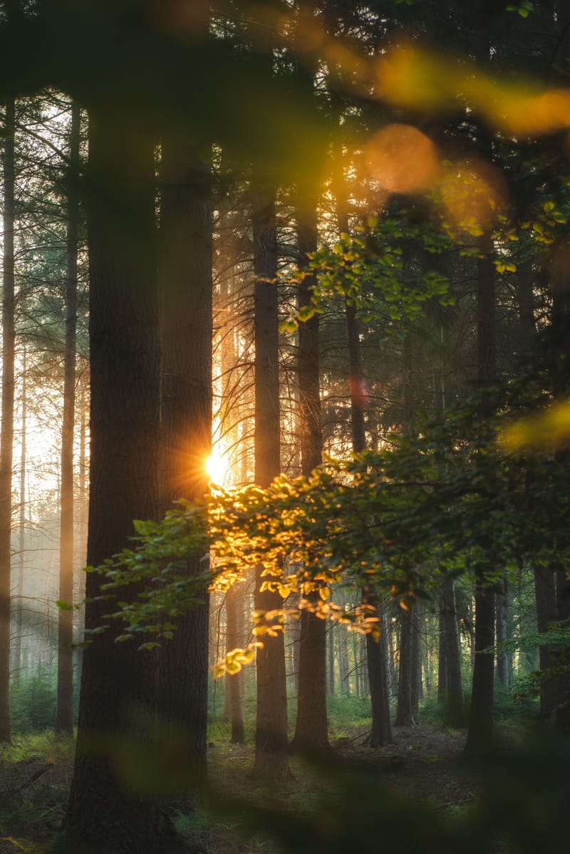 Spirituelles Thema:                        Die himmlischen Helfer