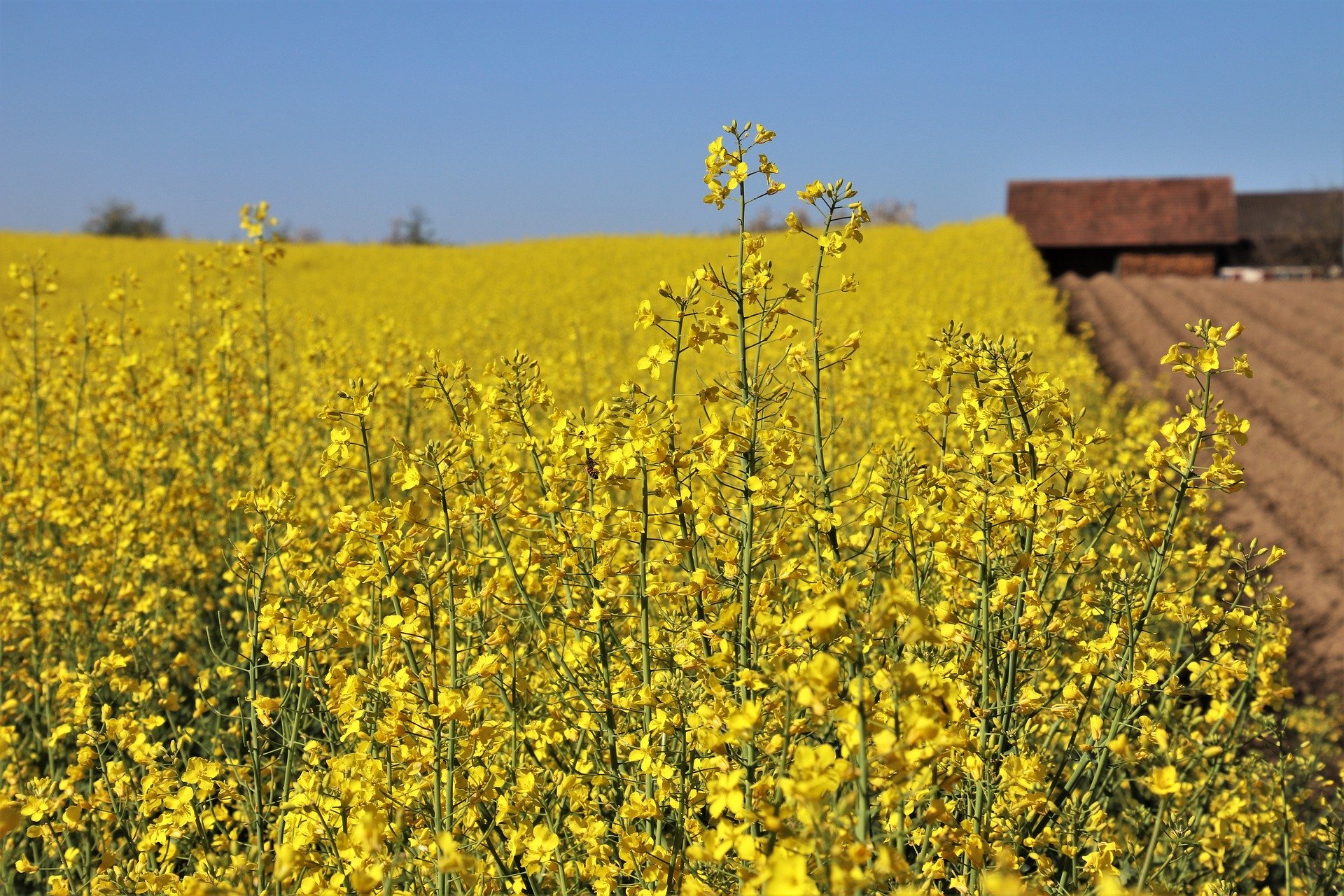 AUSTRALIA CONTINUES TO INCREASE CANOLA EXPORTS