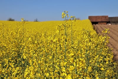 AUSTRALIA CONTINUES TO INCREASE CANOLA EXPORTS