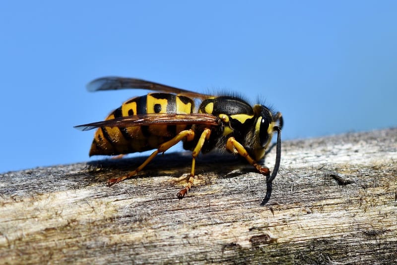 Wasps, Hornets, &amp; Yellowjackets