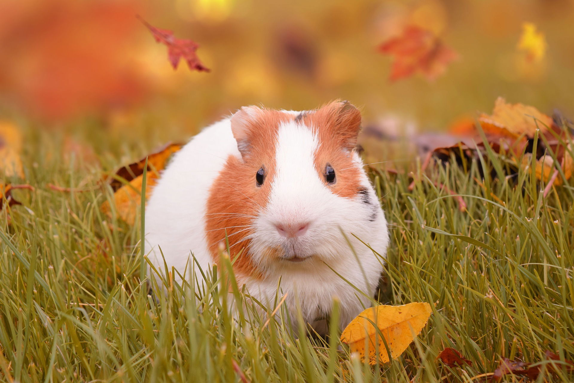 Guinea pig behaviour