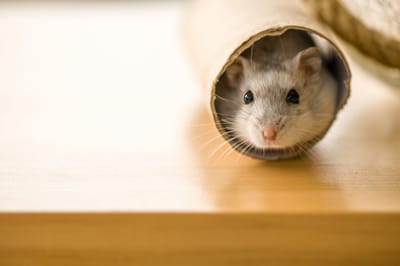 What Things you Need to Buy for Your New Hamster