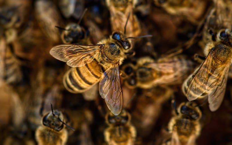 Bee Swarm Removal