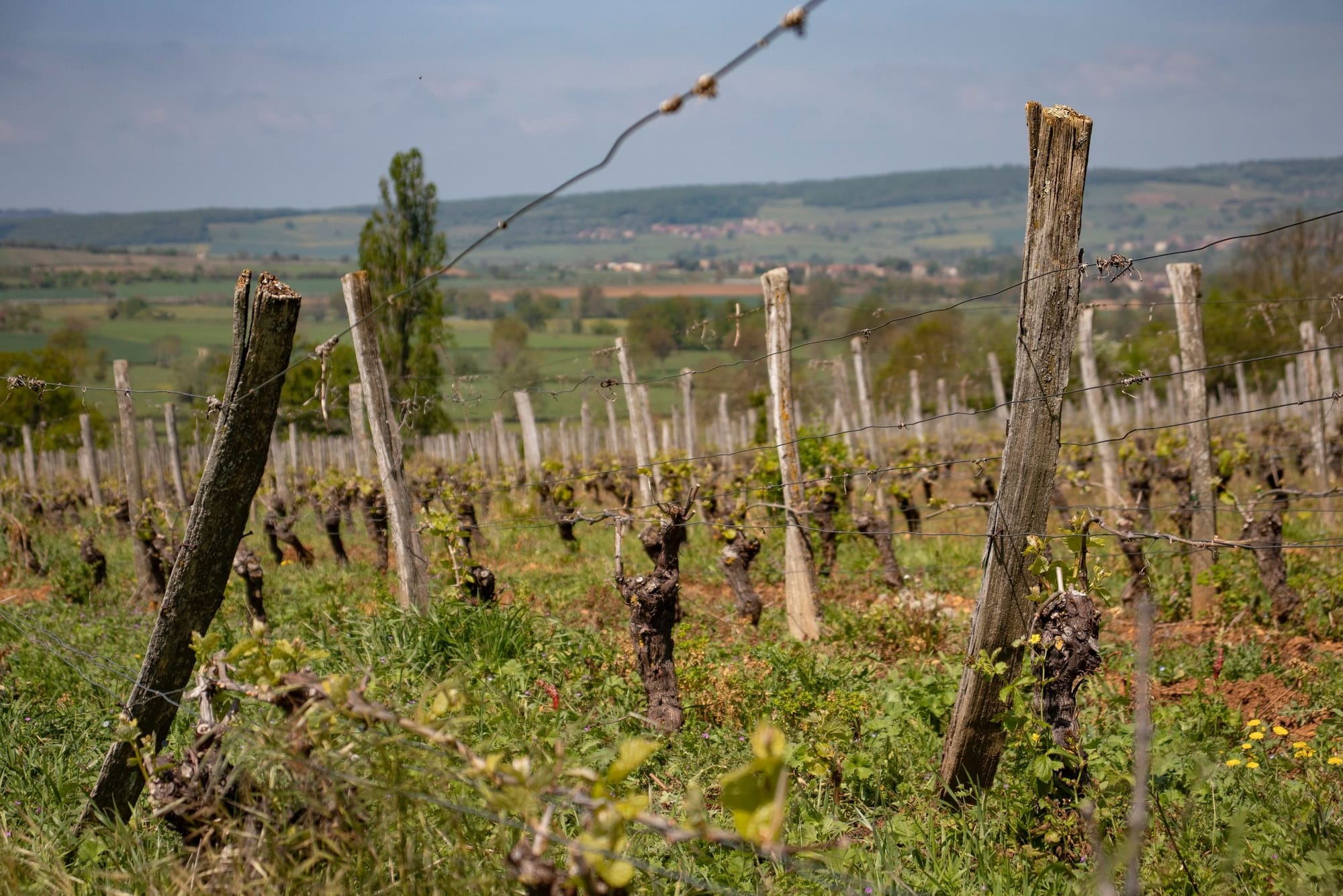 Le Beaujolais