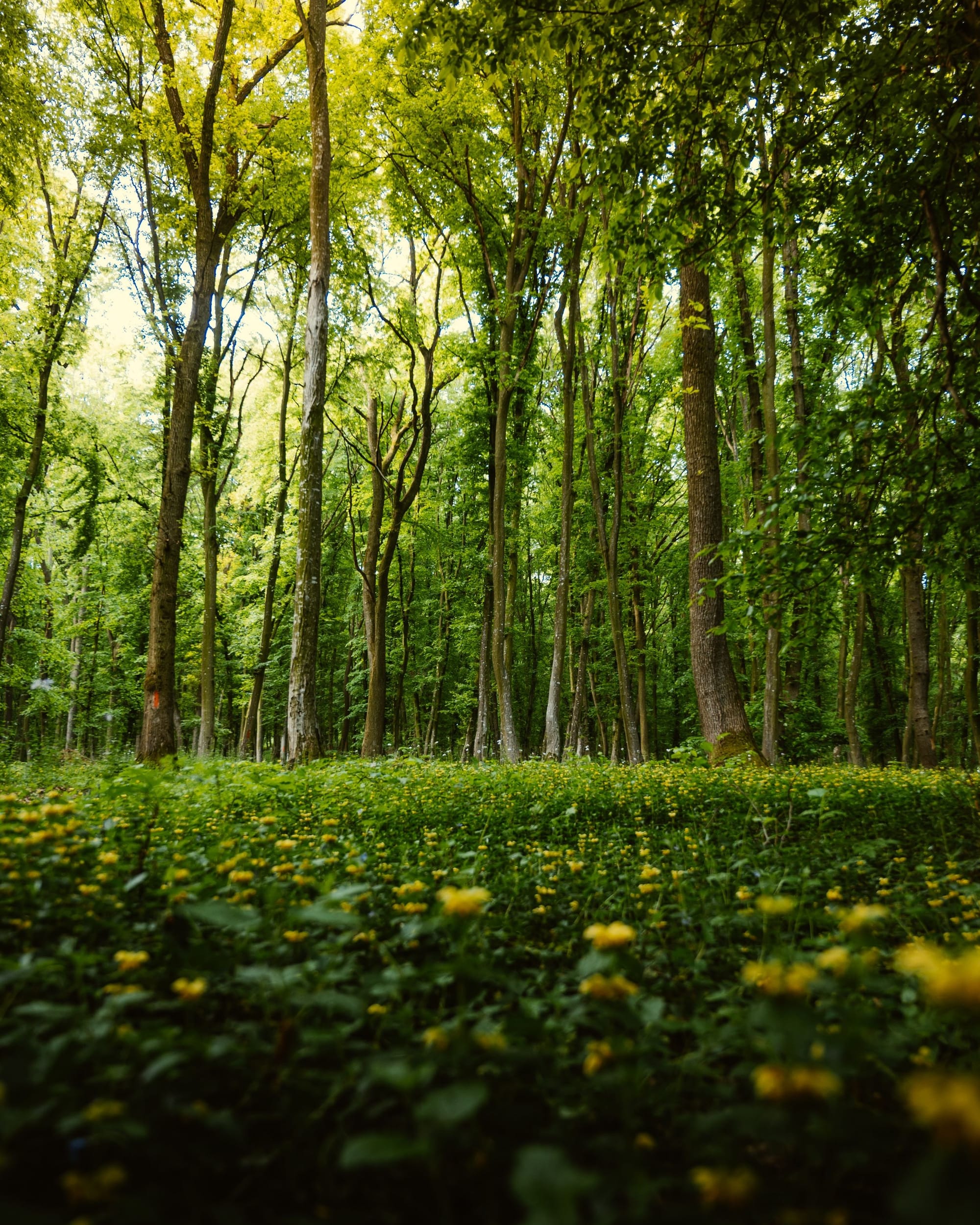 Biodiversity policy