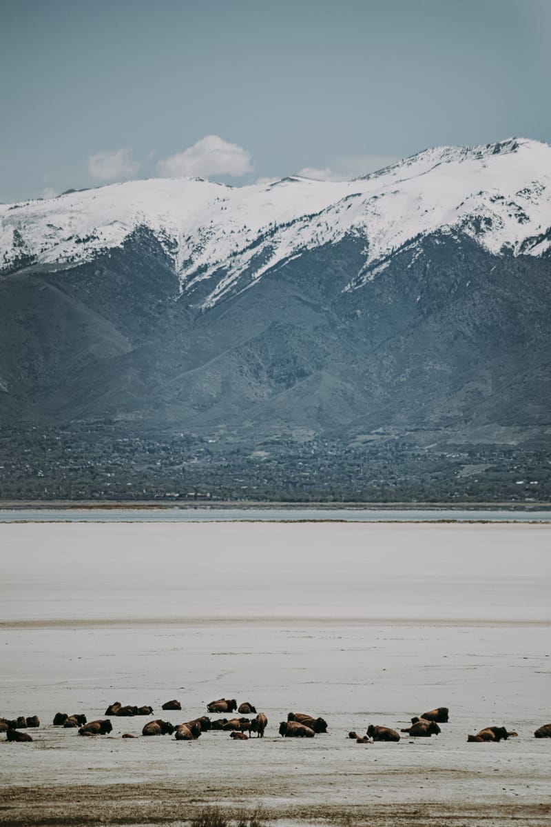 We explore the importance, benefits, and best practices for storing fresh ginger in cold storage for export purposes.