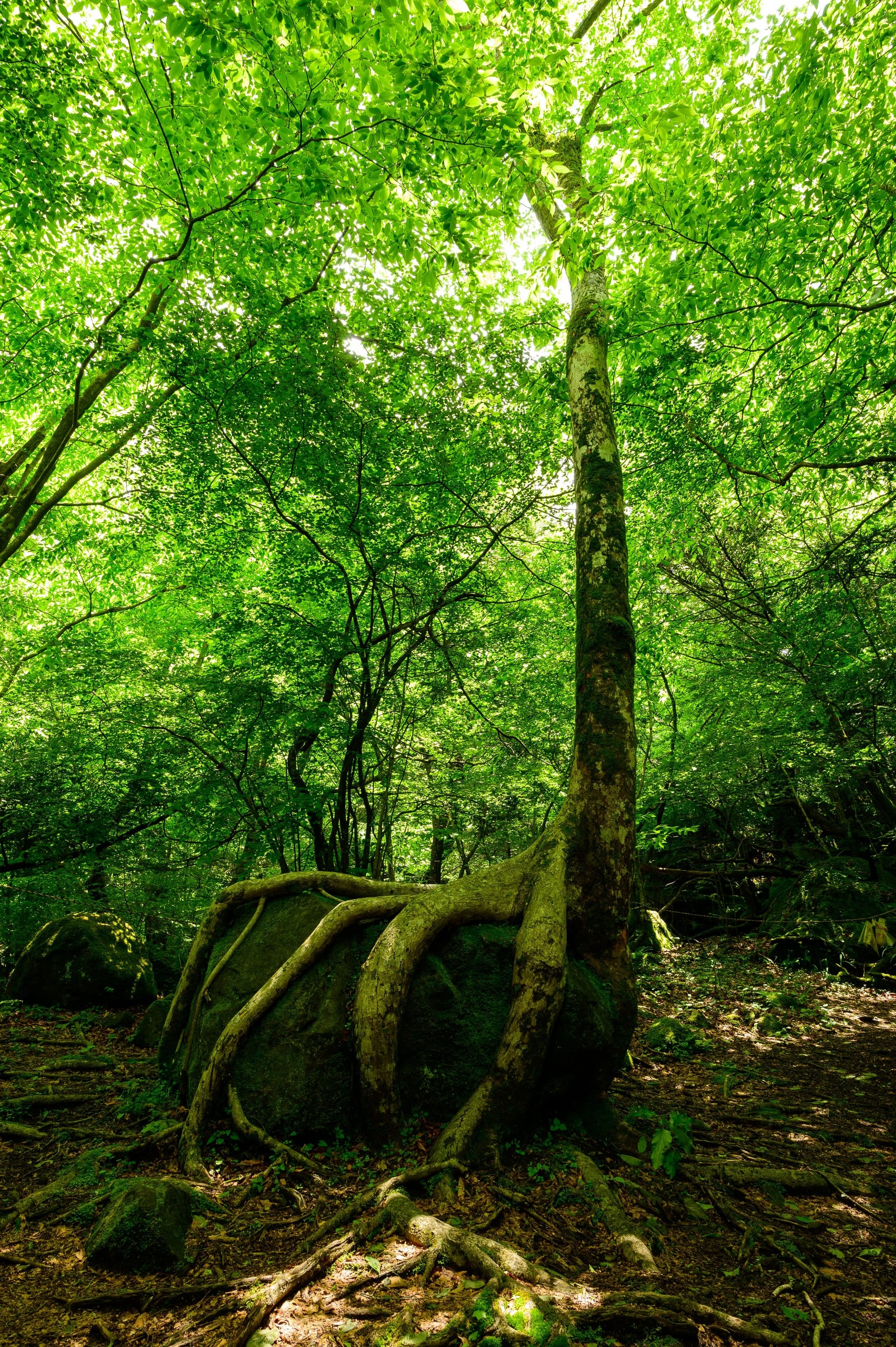 Contributing to a Global Biodiversity Database with iNaturalist Canada