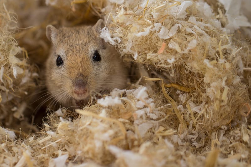 Gerbils