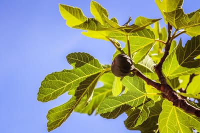 THE LESSON FROM THE FIG TREE