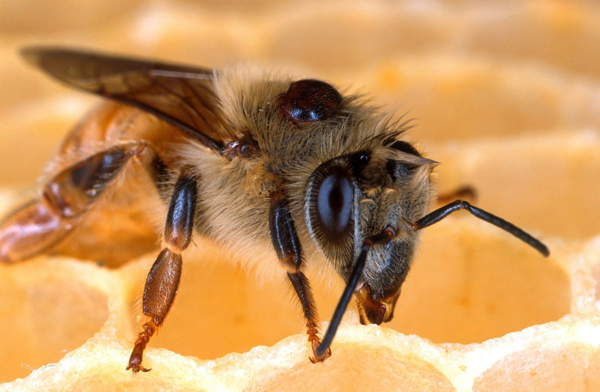 TRATTAMENTO ESTIVO CONTRO LA VARROA