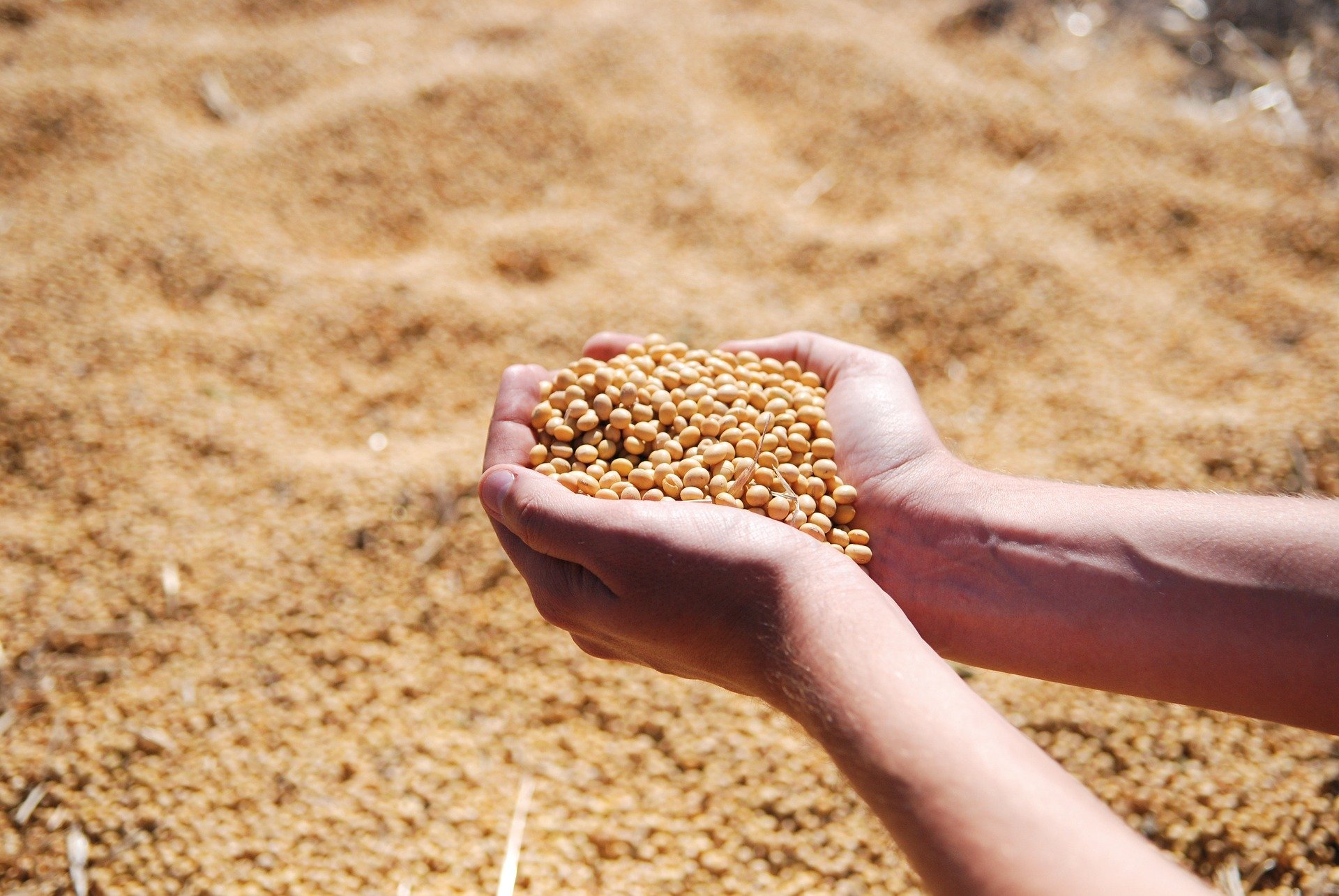 Chinese Buyers Shift to Brazilian Soybeans Amid Looming U.S. Tariffs