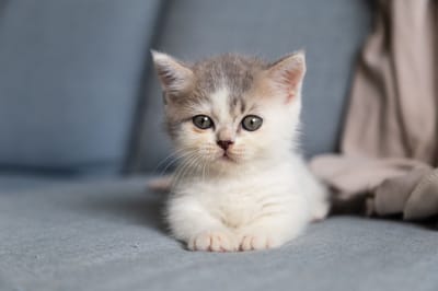 BRINGING HOME YOUR NEW  KITTEN image