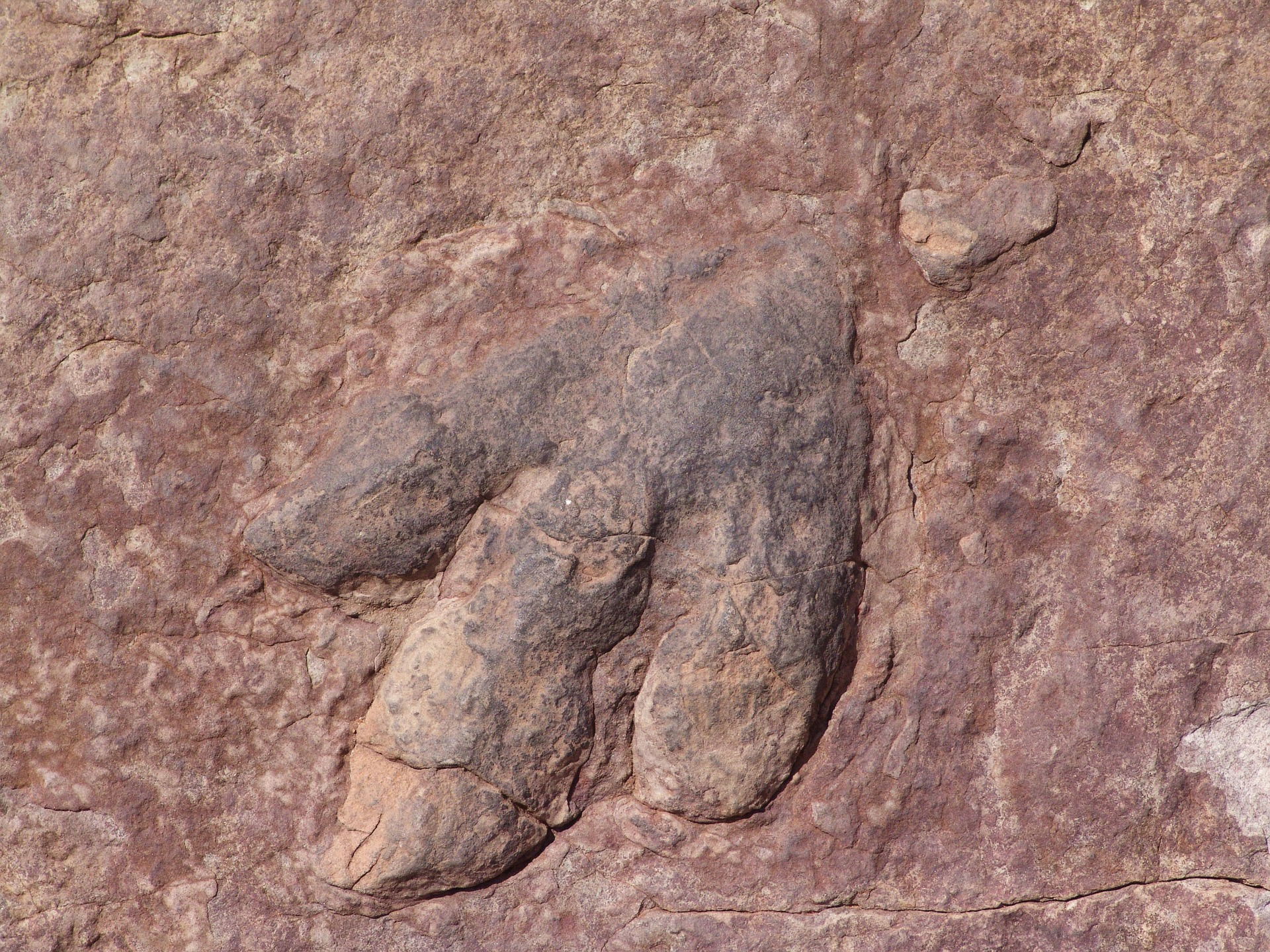Les différents types de fossilisations