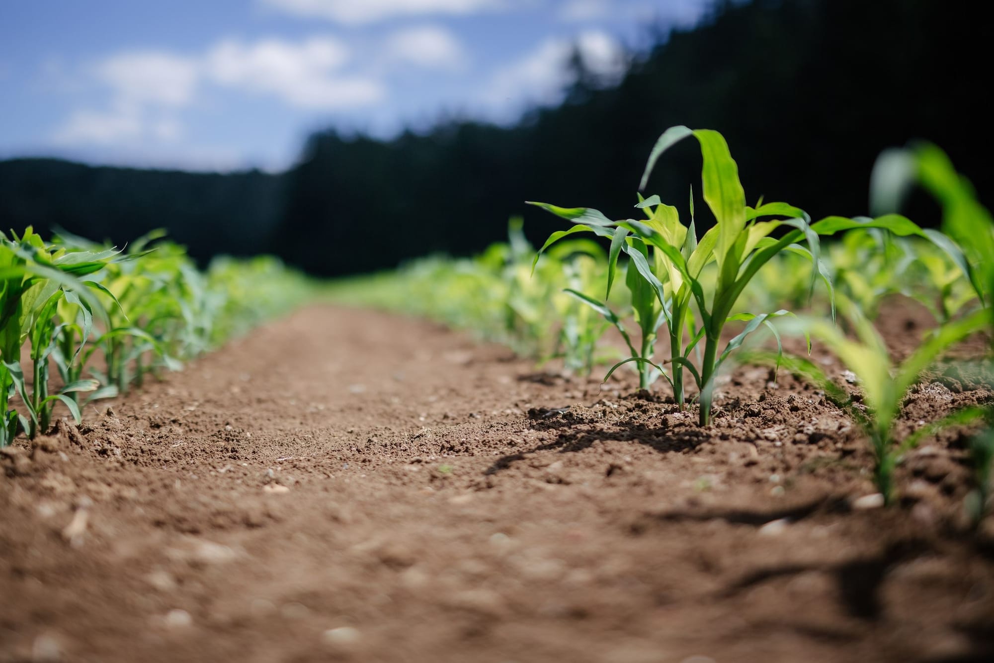 CIMIAF 2025 – La vie à travers l’agricultureUne dynamique continentale, inclusive et intergénérationnelle pour l’autonomisation par la terre