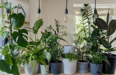 The Best Indoor Plants to Brighten Your Home