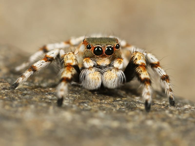 COMBATE ÀS ARANHAS