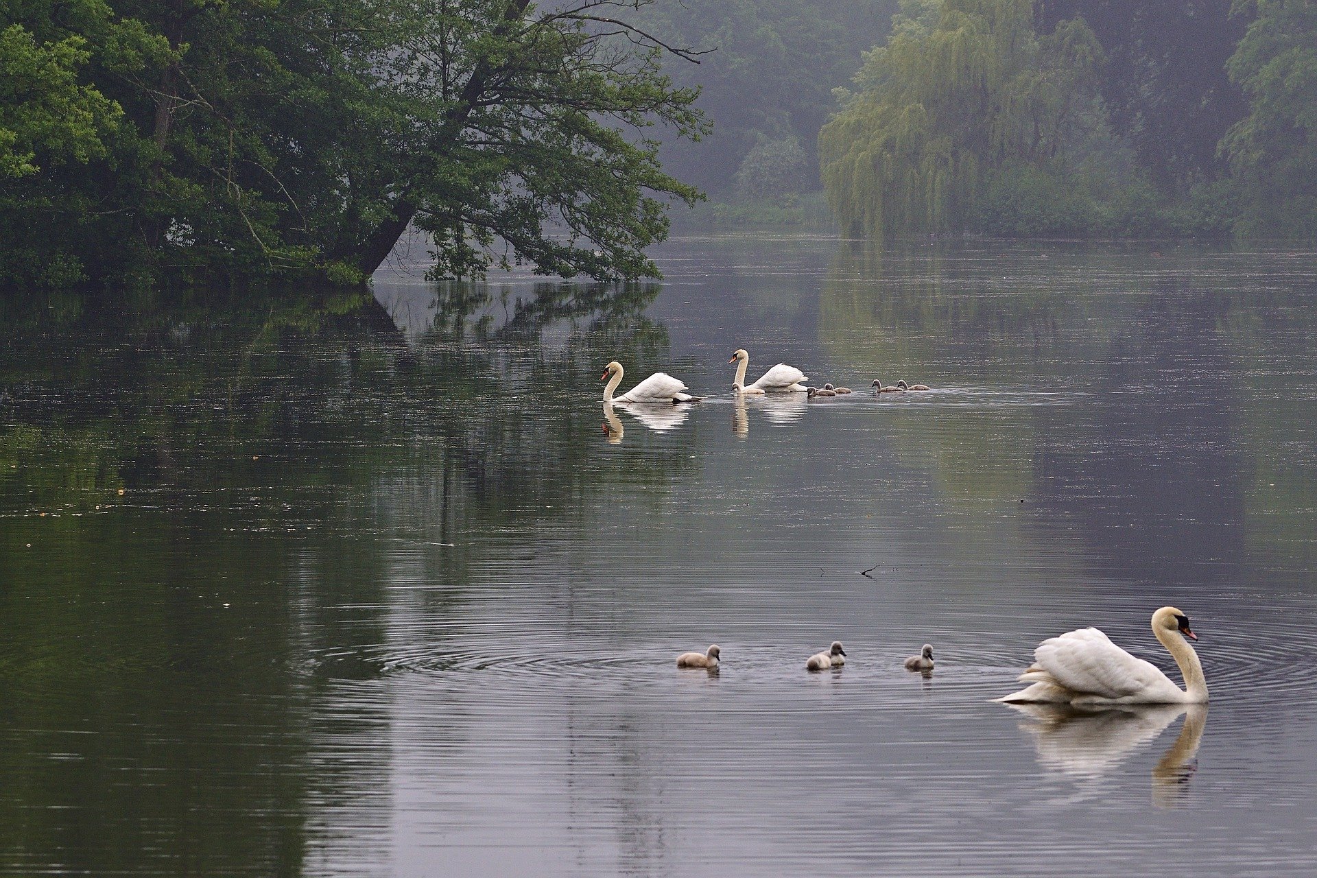 ¿Cisne o pato?
