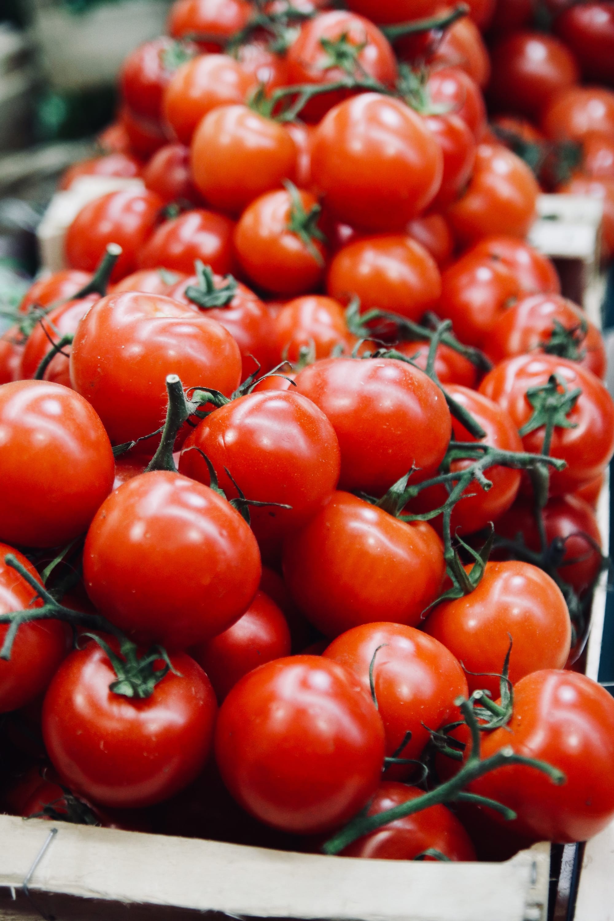 Producción mundial de tomates