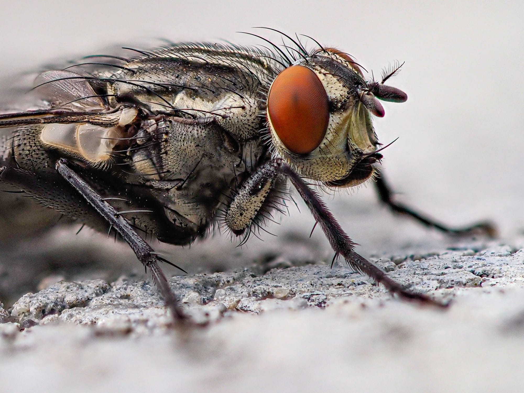 Flies and Cluster Flies