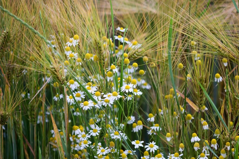 Kamille - schon bei den Ägyptern eine geschätzte Heilpflanze