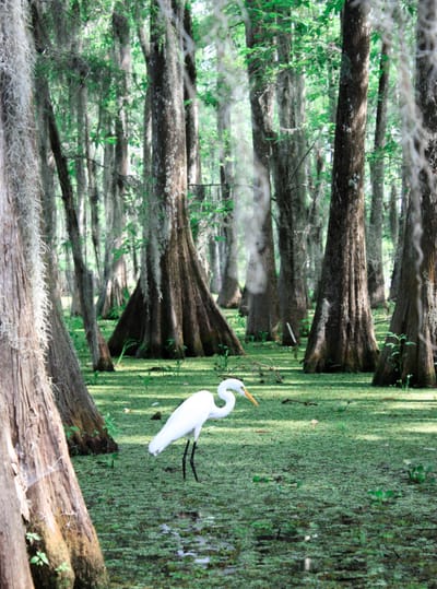 About  The Everglades image