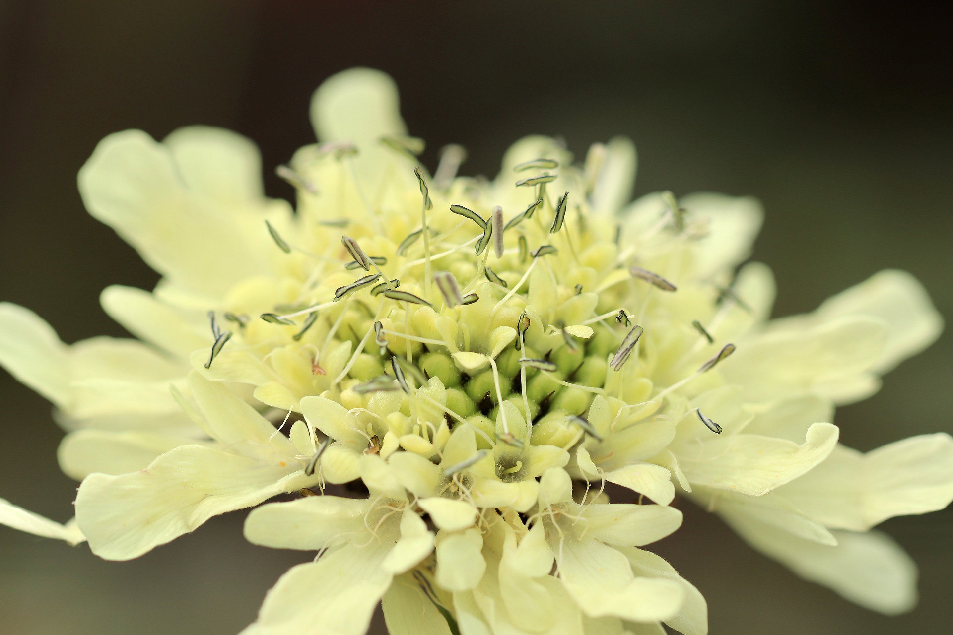 Jättevädd (Cephalaria gigantea): Trädgårdens Gula Jätte