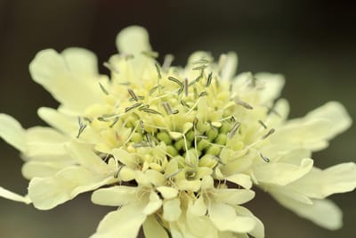 Jättevädd (Cephalaria gigantea): Trädgårdens Gula Jätte