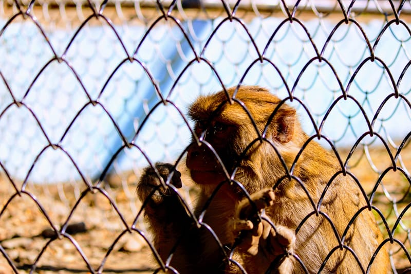 ליברלים טוטליטריים