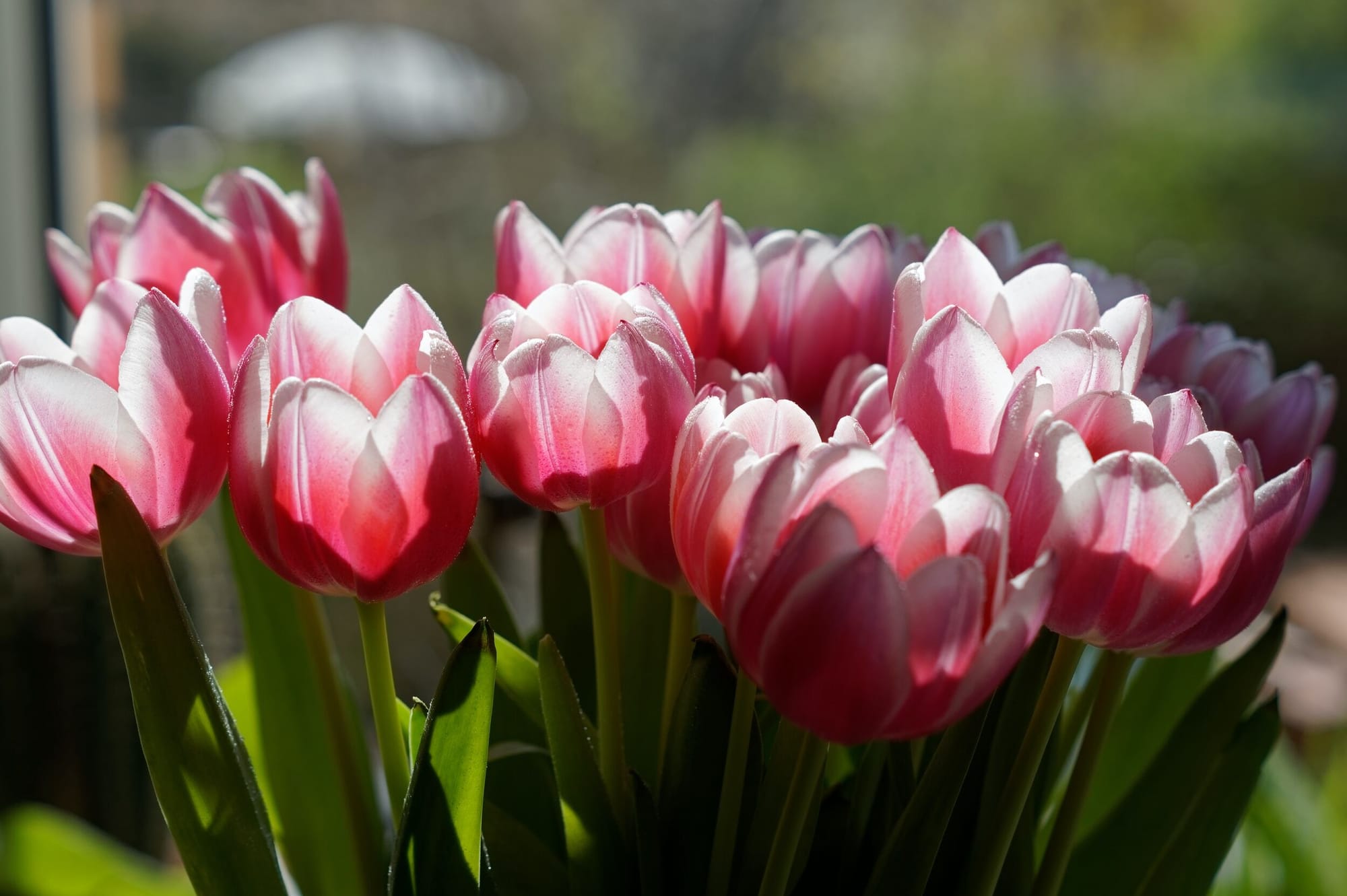 BOS MET TULPEN