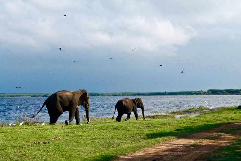 Sri Lanka Wildlife Tour - 14 Days / 13 Nights