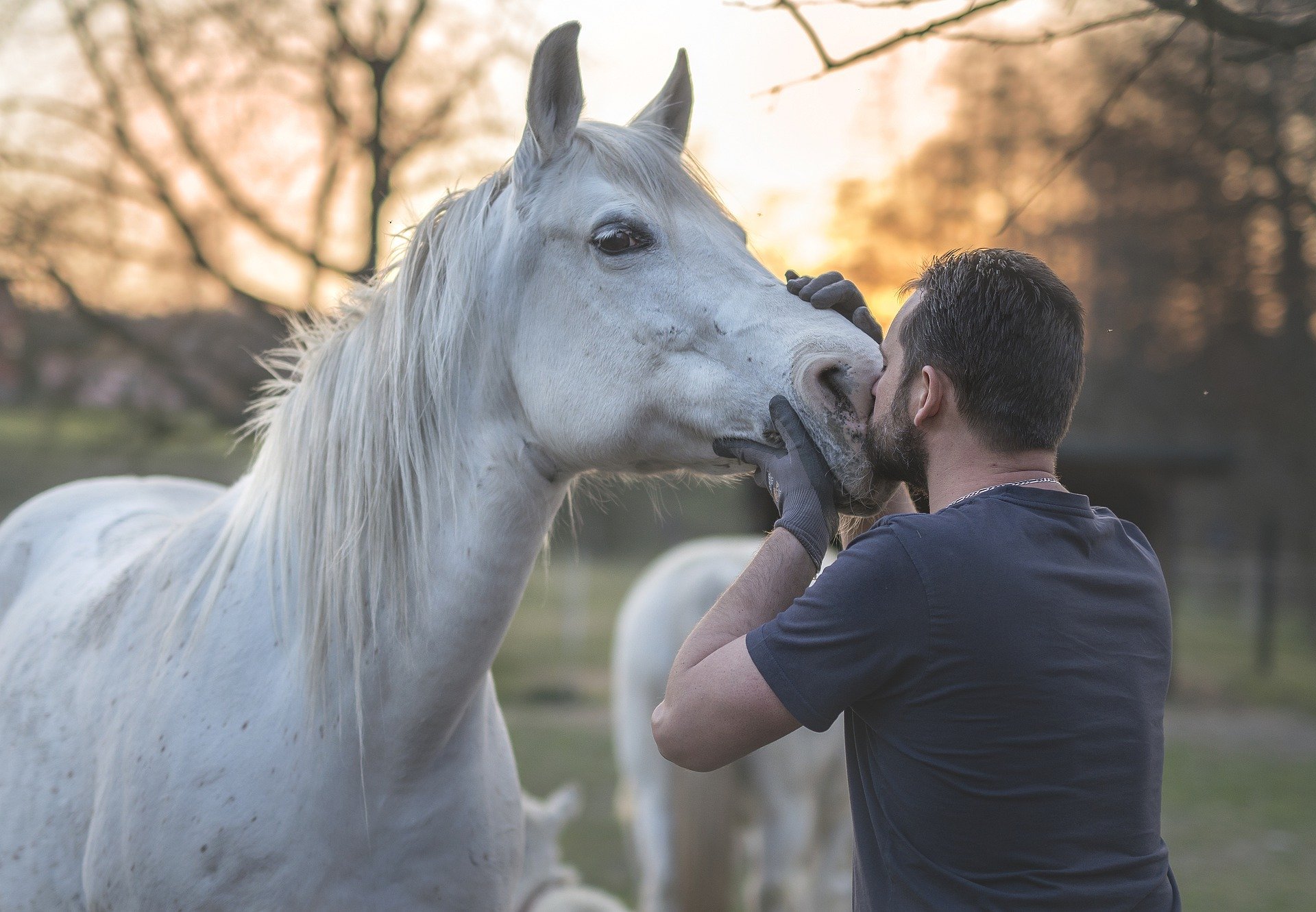 12) Stud de caballos de raza (crianza, entrenamiento y genética de elite)