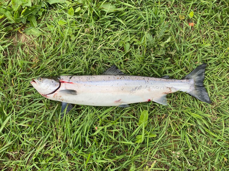 Fish