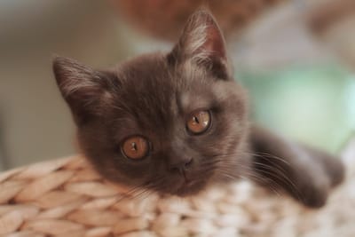 BRINGING HOME YOUR NEW  KITTEN image